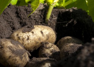 Patane Produce Photography